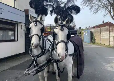 Funeral horses prepared for procession by Walkers Funeral Service Wigan and St Helens